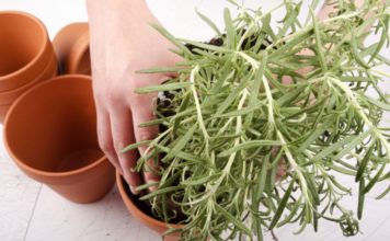 Rosmarino 740 0 078 Rosmarino